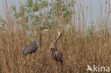 Purple Heron (Ardea purpurea)