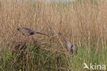 Purple Heron (Ardea purpurea)