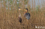 Purperreiger (Ardea purpurea) 