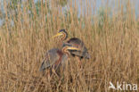 Purple Heron (Ardea purpurea)