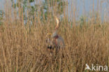 Purple Heron (Ardea purpurea)