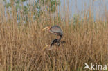 Purperreiger (Ardea purpurea) 