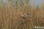 Purperreiger (Ardea purpurea) 