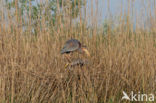 Purperreiger (Ardea purpurea) 