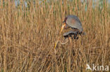 Purperreiger (Ardea purpurea) 