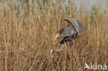 Purperreiger (Ardea purpurea) 