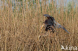 Purperreiger (Ardea purpurea) 