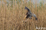 Purperreiger (Ardea purpurea) 