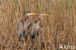 Purperreiger (Ardea purpurea) 