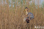 Purple Heron (Ardea purpurea)