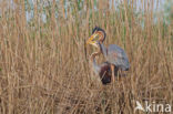 Purperreiger (Ardea purpurea) 