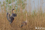 Purperreiger (Ardea purpurea) 