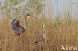 Purperreiger (Ardea purpurea) 