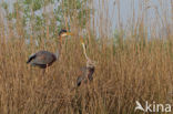 Purperreiger (Ardea purpurea) 