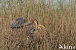 Purperreiger (Ardea purpurea) 