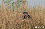 Purperreiger (Ardea purpurea) 