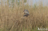 Purperreiger (Ardea purpurea) 