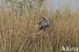 Purperreiger (Ardea purpurea) 