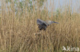 Purperreiger (Ardea purpurea) 