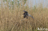 Purperreiger (Ardea purpurea) 