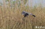 Purple Heron (Ardea purpurea)