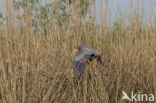 Purperreiger (Ardea purpurea) 