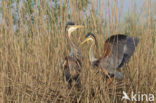 Purperreiger (Ardea purpurea) 