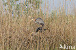 Purperreiger (Ardea purpurea) 