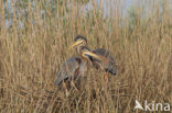 Purperreiger (Ardea purpurea) 