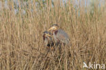 Purperreiger (Ardea purpurea) 