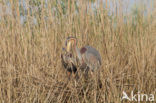 Purperreiger (Ardea purpurea) 