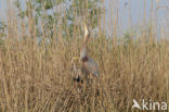 Purperreiger (Ardea purpurea) 