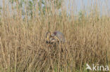 Purple Heron (Ardea purpurea)