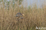 Purple Heron (Ardea purpurea)