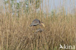 Purperreiger (Ardea purpurea) 