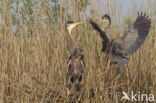 Purperreiger (Ardea purpurea) 