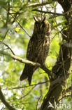 Long-eared Owl (Asio otus)