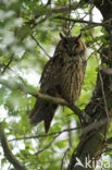 Long-eared Owl (Asio otus)