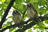 Long-eared Owl (Asio otus)