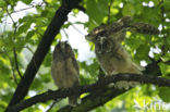 Long-eared Owl (Asio otus)