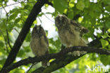 Long-eared Owl (Asio otus)