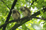 Long-eared Owl (Asio otus)