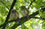 Long-eared Owl (Asio otus)