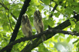 Long-eared Owl (Asio otus)