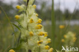 Yellow-rattle (Rhinanthus spec.)