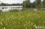 Yellow-rattle (Rhinanthus spec.)