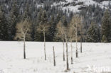 Aspen (Populus tremula)