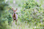 Roe Deer (Capreolus capreolus)