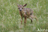 Ree (Capreolus capreolus)