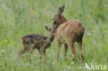 Ree (Capreolus capreolus)